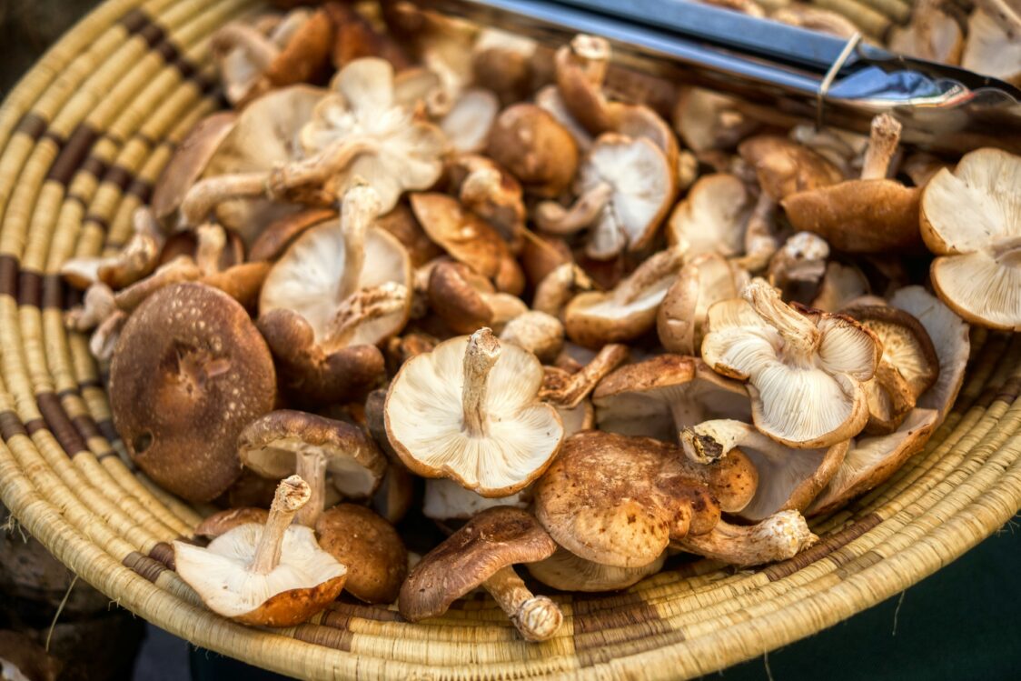Které prospěšné látky shiitake obsahuje? Koje korisne tvari sadrži shiitake?