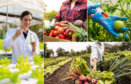 GMO hrana: Spas ili prijetnja?